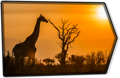 AFRICA ARROW
