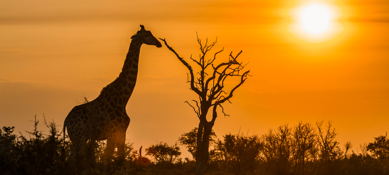 AFRICA BANNER 1